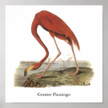 Greater Flamingo, John Audubon Posters