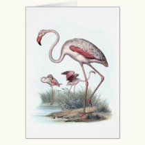 Greater Flamingo (Phoenicopterus roseus) cards