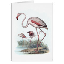 Greater Flamingo (Phoenicopterus roseus) Greeting Card