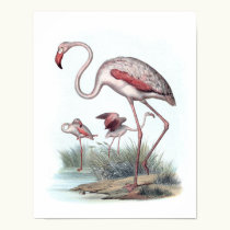 Greater Flamingo (Phoenicopterus roseus) posters