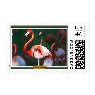 Greater Flamingo Postage Stamp stamp