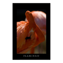 Greater Flamingo posters