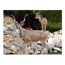 greater-kudu-10 postcards