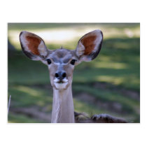 greater-kudu-12 postcards