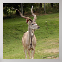 greater-kudu-3 poster