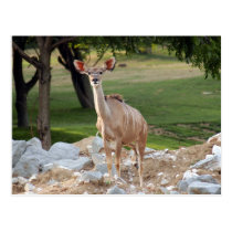 greater-kudu-7 postcards