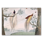 Greater Paradise Birds Painting Table Cards