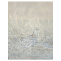 Greater prairie chicken custom letterhead