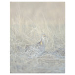 Greater prairie chicken custom letterhead