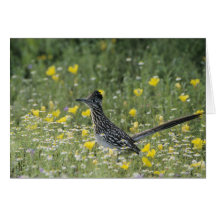 Greater Roadrunner, Geococcyx californianus, Greeting Cards