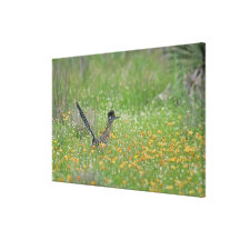 Greater Roadrunner, Geococcyx Gallery Wrapped Canvas