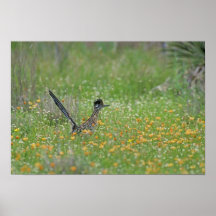 Greater Roadrunner, Geococcyx Posters