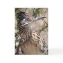 Greater Roadrunner Greeting Card