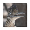 Greater Roadrunner Magnet by poozybear Greater Roadrunner Magnet