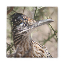 Greater Roadrunner Magnet