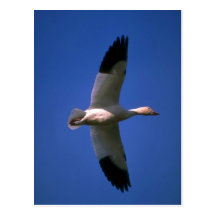 Greater Snow Goose, in flight Postcards