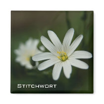 Greater Stitchwort Magnet