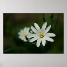 Greater Stitchwort Posters