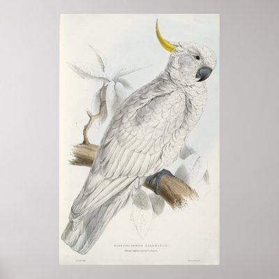 Greater sulphur-crested cockatoo posters by UWDigitalCollections