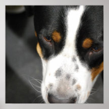 greater-swiss-mountain-dog-1.jpg posters