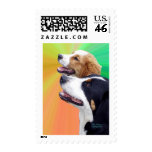 Greater Swiss Mountain dog and St. Bernard dog postage