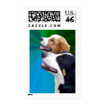Greater Swiss Mountain Dog and St. Bernard Dog postage