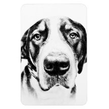 Greater Swiss Mountain Dog Magnet