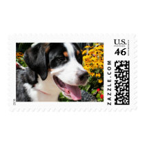 Greater Swiss Mountain Dog Marley 4 Postage Stamp