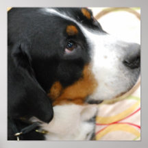 Greater Swiss Mountain Dog Poster