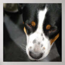 Greater Swiss Mountain Dog Puppy Poster