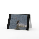 Grebes Courtship Dance Card