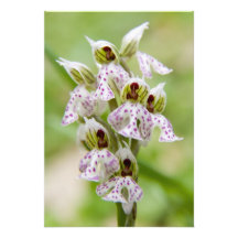 Greece, Crete. Orchid in bloom Orchis Art Photo