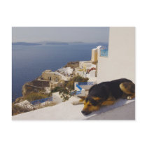 Greece, Santorini Island, Oia City, dog sleeping Postcards