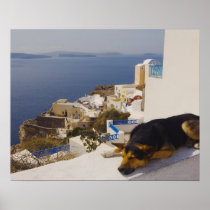 Greece, Santorini Island, Oia City, dog sleeping Print