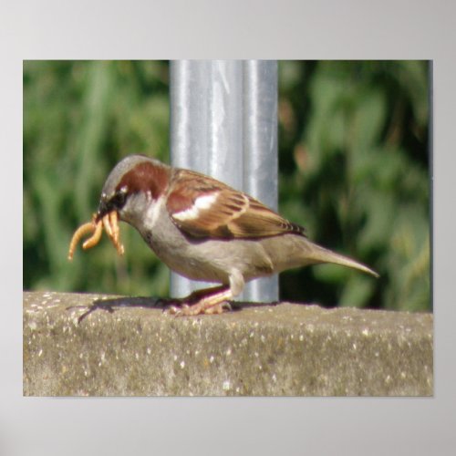 Greedy Sparrow with grubs galore Print print