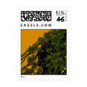 Greek in The Grapevines Postage Stamp stamp
