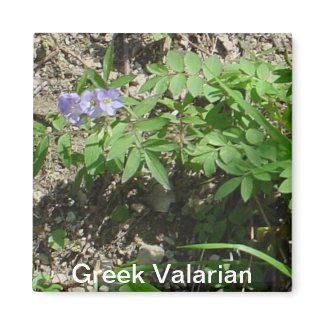 Greek Valarian Magnet magnet