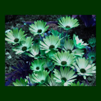 Green African Daisies Flower Poster posters