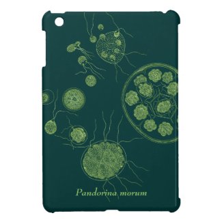 Green Algae Pandorina morum