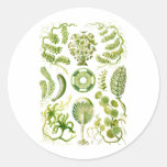 Green Algae Round Sticker