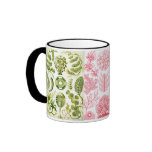 green algae, various, haeckel mugs