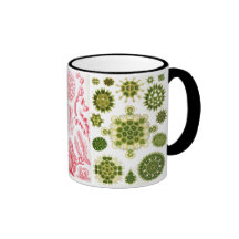 green algae, various, haeckel mugs