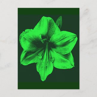 Green Amaryllis zazzle_postcard