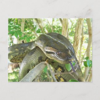 Green Anaconda postcard