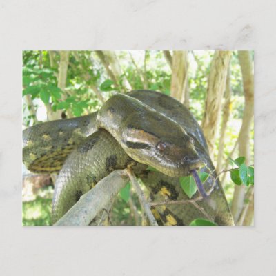 green anaconda snake - Google Images Search Engine