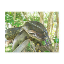 Green Anaconda postcards by Natures_Whisper Green Anaconda postcards