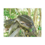 Green Anaconda Postcard