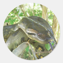 Green Anaconda Round Sticker