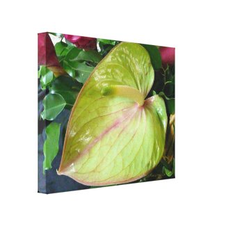 Pink and Green Anthurium Hawaiian Heart Shaped Flower