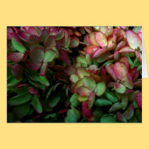 Green and Pink Dark folded card cards
